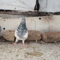 کبوتر گرفته