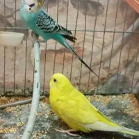 مرغ زینتی مرغ عشق سرحال|پرنده|جنت, |دیوار