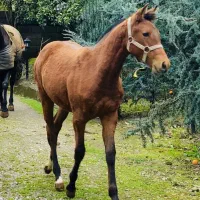 کره مادیان ۶ماه ترکمن