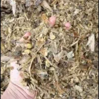 ذرت دامی و پرس گندم