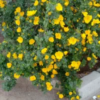 گل آگهی روبادقت بخون