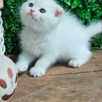 توله های خاص بریتانیایی