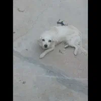 سگ پشمالو۶ماهه|سگ|مسجد سلیمان, |دیوار