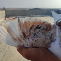 کبوتر عالی|پرنده|گنبد کاووس, |دیوار