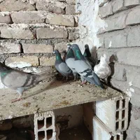 کبوتر پلاکی