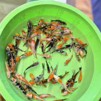 همه سایز کوی|ماهی|شیراز, شهرک بهار|دیوار