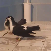 دوتا کبوتر ساده مادر و بچه تخفیف هم پای تحویل