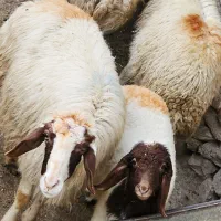 میش وبره داشتی شیرا سه شکم دوباره ابستن هستن|حیوانات مزرعه|گچی, |دیوار