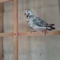 کبوتر پرشی|پرنده|تهران, ائمه اطهار|دیوار