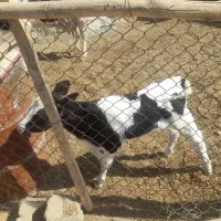 یک راس گوساله ماده شیری.یک راس گاو شیری|حیوانات مزرعه|اصفهان, لیمجیر|دیوار