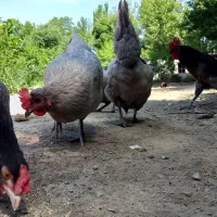 مرغ خروس طوسی ایسبار|حیوانات مزرعه|هشتگرد, تهران دشت|دیوار