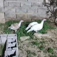 بوقلمون خانقگی با بزرگ شوده استارتر و ...