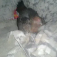 مرغ لاری کرچ