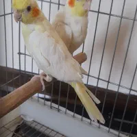 عروس هلندی جفت نر و ماده