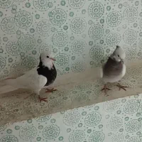 طوقی|پرنده|لردگان, |دیوار