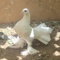 کبوتر تزئینی دم چتری پرپا
