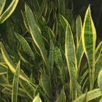 گل سانسوریا  و زانفولیا|گل و گیاه طبیعی|سپیدان, |دیوار