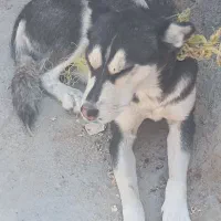 قیمت ۴ ، تخفیف پای معامله|سگ|دهدشت, |دیوار