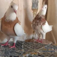 ۲ جفت نروماده طوقی
