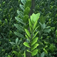 انواع  گل و گیاه آپارتمانی