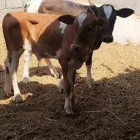 دو عدد گوساله نر