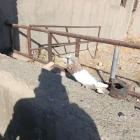 سینه سرخ نر