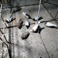 سلام کنور‌پرش