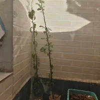 دوتا نهال سیب