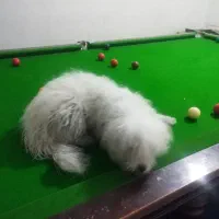 سگ  تربیت شده|سگ|اهواز, فرهنگ شهر|دیوار