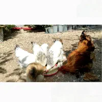 بوقلمون و مرغ برهما و کوشین|حیوانات مزرعه|شیراز, بید زرد|دیوار