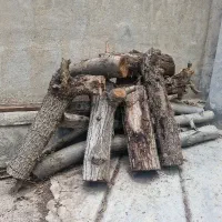 تنه درخت گردو