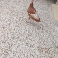 یک عدد بوقلمون ماده بارنگ خاس|حیوانات مزرعه|دزفول, |دیوار