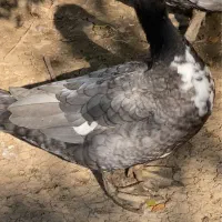 اردک مسکویی دودی و روئن فرانسه کیفیت بالا|پرنده|قائم‌شهر, |دیوار