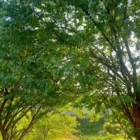 زمین ۵۰متری زیباشهر