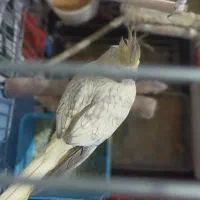 عروس هلندی ماده|پرنده|شیراز, تندگویان|دیوار