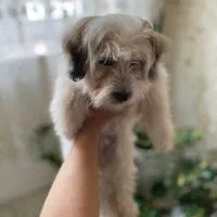 توله مالتیپو زیبا