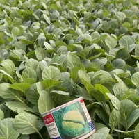 نِشآ کاهو کرفس کلم و...سفارش انواع نِشا|خدمات باغبانی و درختکاری|دزفول, |دیوار