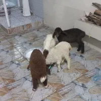 بره|حیوانات مزرعه|دزفول, |دیوار