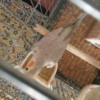 عروس هلندی سرحال و بازی گوش