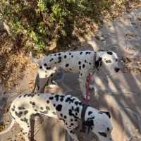 سگ نژاد دالمیشن