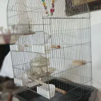 قفس پرنده