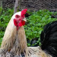 معاوضه خروس با مرغ