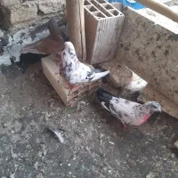 حیوانات
