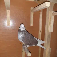 کبوتر|پرنده|داران, |دیوار