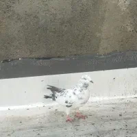 فروش کبوتر نر