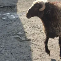 گوسفند زنده