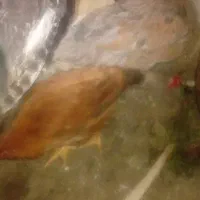 جوجه محلی زیر مرغی