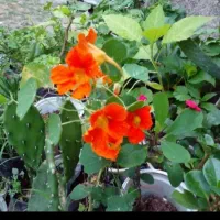 تعدادی گلدان و گل  ۱۰۰۰۰