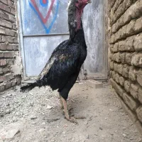 خروس اوشامو اصل