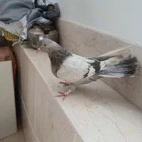 نقره ای پر